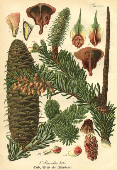 Abies alba Miller (Pinaceae)23